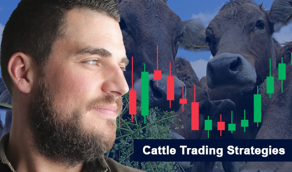 Cattle Trading Strategies 2024