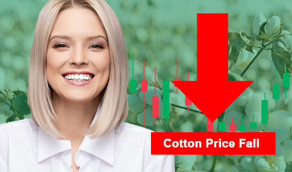 Cotton Price Fall 2024