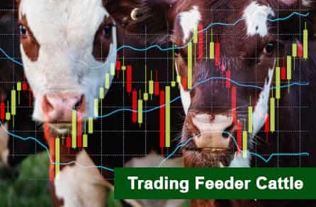 Trading feeder cattle 2024