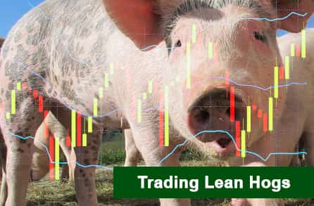 Trading Lean Hogs 2024