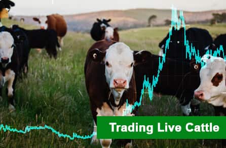 Trading live cattle 2024