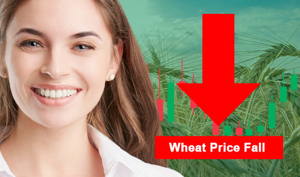 Wheat Price Fall 2024